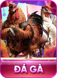 đá gà h13