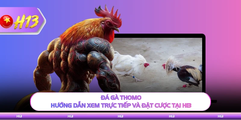 Đá Gà Thomo H13 - Hướng Dẫn Xem Trực Tiếp Và Đặt Cược Ngay